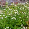 Ageratina altissima var altissima